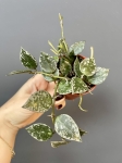 Hoya krohniana splash - S