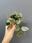 Hoya krohniana splash - S