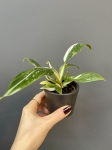Philodendron White Princess - S