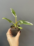 Philodendron White Princess - S