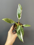 Philodendron White Princess - S
