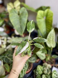 Philodendron White Princess - S