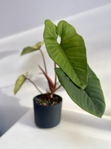 Philodendron squamicaule Red - L