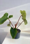 Philodendron squamicaule Red