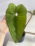 Philodendron squamicaule Red