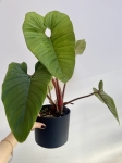 Philodendron squamicaule Red