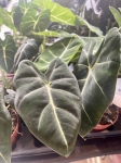 Alocasia micholitziana (Frydek)