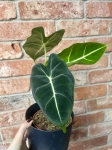 Alocasia micholitziana (Frydek)