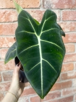 Alocasia micholitziana (Frydek)