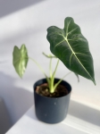 Alocasia micholitziana (Frydek)