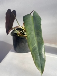 Philodendron Atabapoense M