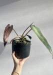 Philodendron Atabapoense M