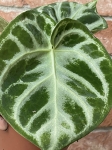 Anthurium Silver Blush - M