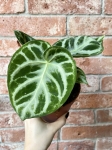 Anthurium Silver Blush - M