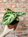 Anthurium Silver Blush - M
