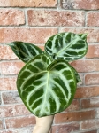 Anthurium Silver Blush - M