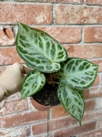 Anthurium Silver Blush - M