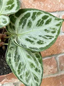 Anthurium Silver Blush - M 