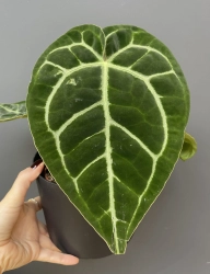 Anthurium Crystallinum Hybrid