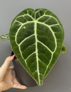 Anthurium Crystallinum Hybrid