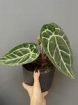 Anthurium Crystallinum