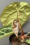 Anthurium Crystallinum