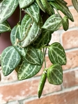 Dischidia Melon