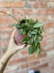 Dischidia Melon