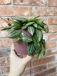 Dischidia Melon