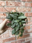 Dischidia Melon