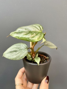 Philodendron sodiroi s