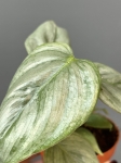 Philodendron Sodiroi - S