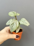 Philodendron Sodiroi - S