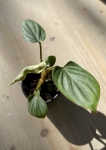 Philodendron mamei silver S