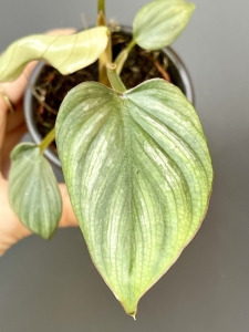Philodendron mamei  silver S
