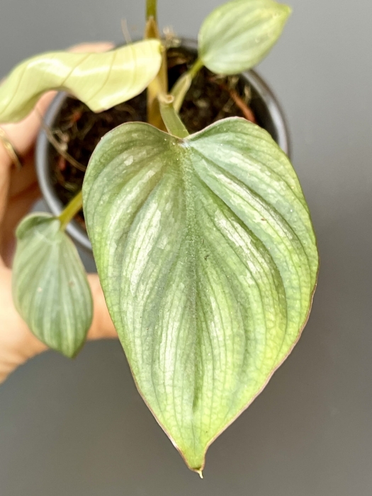 Philodendron mamei silver S