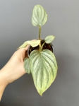 Philodendron mamei silver S