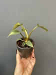 Philodendron mamei silver S