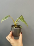Philodendron mamei silver S