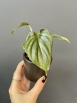 Philodendron mamei silver S