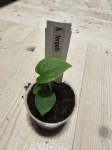 Anthurium forgetii - S