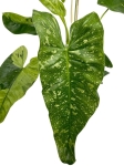 Philodendron Jose Buono-starsza roślina