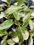 Philodendron Jose Buono sadzonki