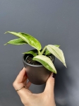 Philodendron Jose Buono - S