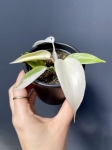 Philodendron Florida Ghost - S