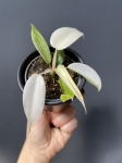 Philodendron Florida Ghost - S