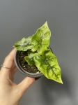 Alocasia Jacklyn - S