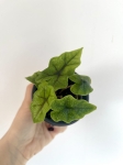 Alocasia Jacklyn - S