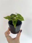 Alocasia Jacklyn - S
