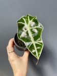 Alocasia amazonica